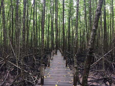 A walk through the beautiful nature forestの写真素材