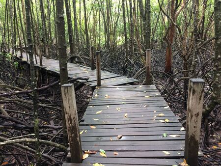 A walk through the beautiful nature forestの写真素材