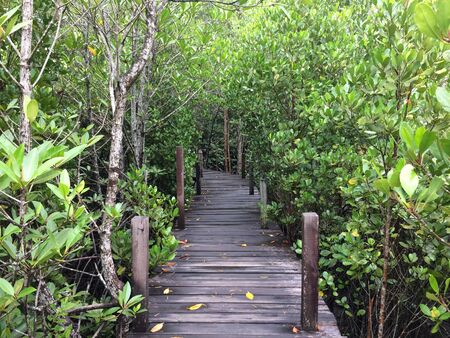 A walk through the beautiful nature forestの写真素材