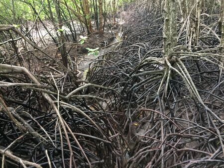 Mangrove forest on the natureの写真素材