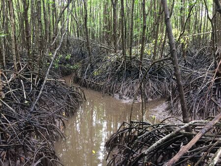 Mangrove forest on the natureの写真素材
