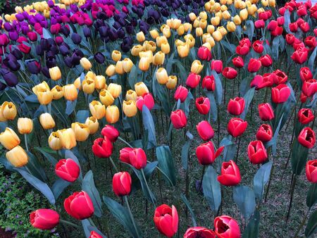 Many fake flowers tulip plastic colorfulの写真素材