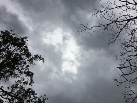 tree branch silhouette sky black backgroundの写真素材