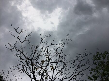 tree branch silhouette sky black backgroundの写真素材