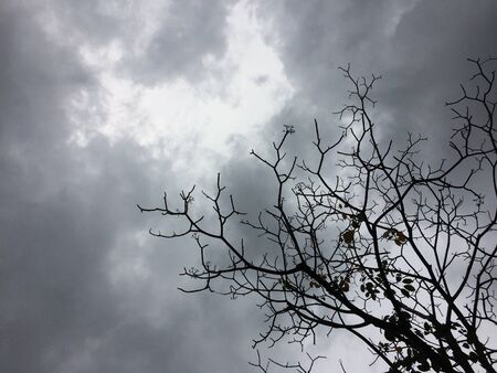 tree branch silhouette sky black backgroundの写真素材