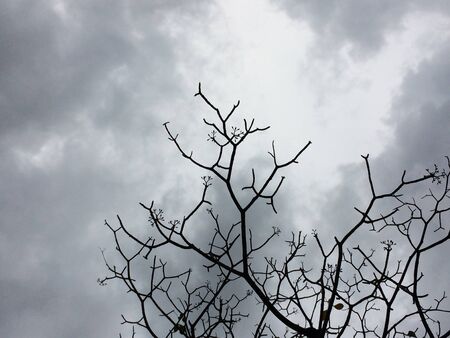 tree branch silhouette sky black backgroundの写真素材