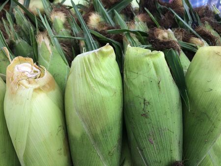 Fresh green corn, prepared for cookingの写真素材