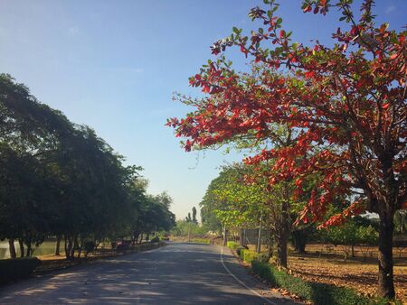 Autumn colors on both sides of the roadsideの写真素材