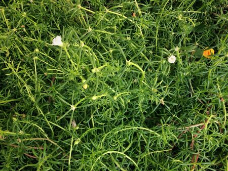 Nature of beautiful green leaves backgroundの写真素材