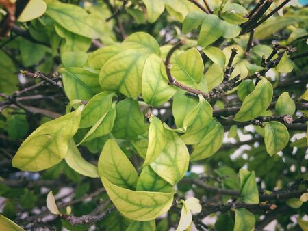 Nature of beautiful green leaves background