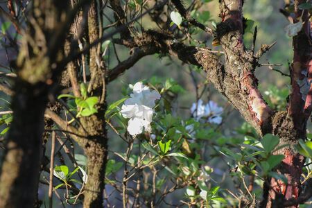 Rhododendron Up at the cliff on nature at the Khao San Nok Wua, Khao Laem National Park, Kanchanaburi, Thailandの写真素材