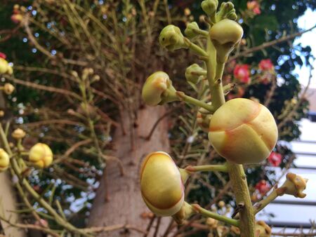Cannon Bullet or Cannon Ball Tree, flowers originate in South Americaの写真素材