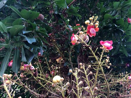 Cannon Bullet or Cannon Ball Tree, flowers originate in South Americaの写真素材