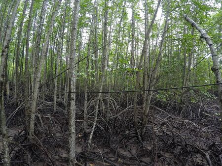 Mangrove forest on the natureの写真素材