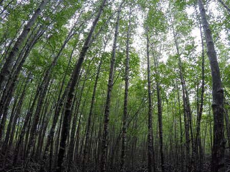 Mangrove forest on the natureの写真素材