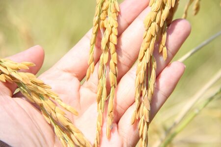 Hand holding a golden wheat ear in the wheat fieldの写真素材