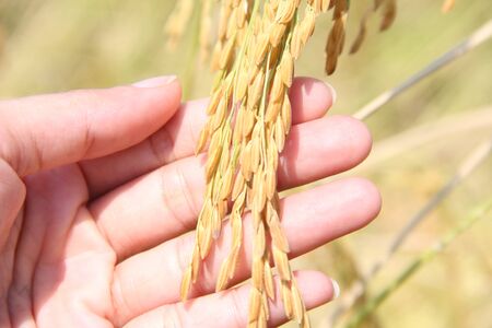 Hand holding a golden wheat ear in the wheat fieldの写真素材