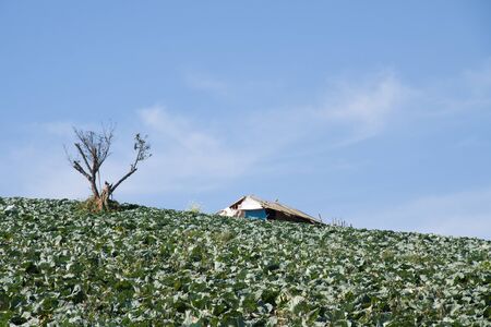 Vegetable yard on the hillの写真素材