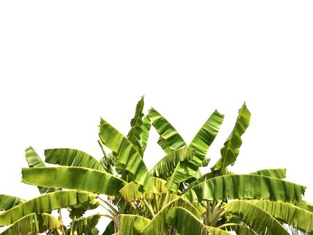 banana leaf isolated backgroundの写真素材