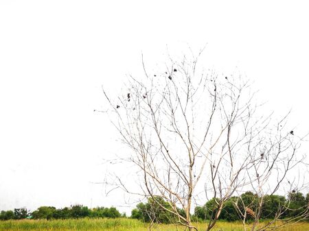 Dry tree that is still perennialの写真素材