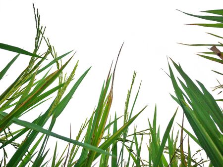 green rice fields isolated backgroundの写真素材