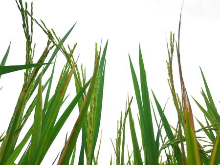 green rice fields isolated backgroundの写真素材