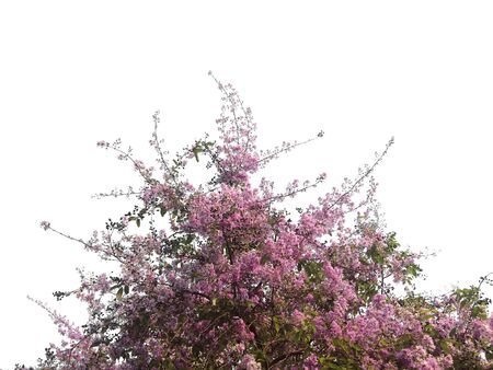 Pink spring flowers isolated backgroundの写真素材