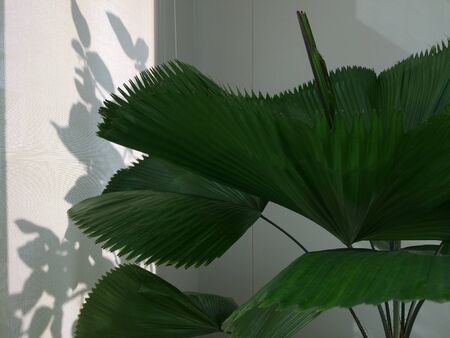 Green leaves and the shadow of the leavesの写真素材