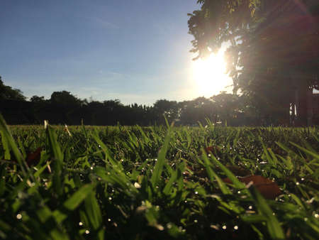 The morning sun shines bright green leaves of grass.の写真素材