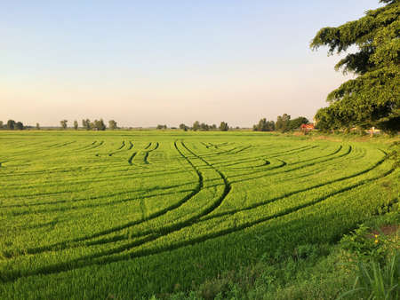 View of the green rice fields with grooves on the runway for farming.の写真素材