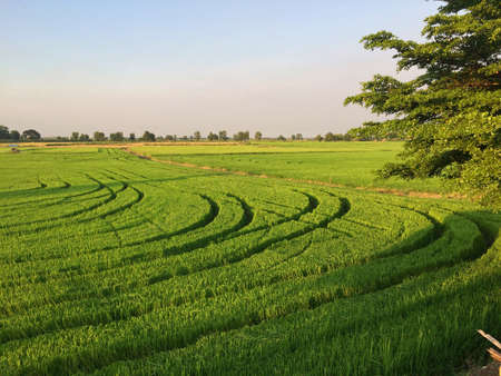 View of the green rice fields with grooves on the runway for farming.の写真素材