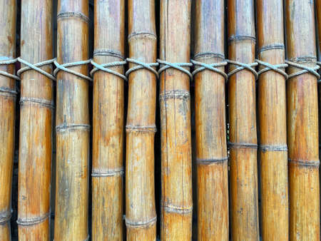 Several bamboo trees were arranged together and beautifully tied with rope.の写真素材