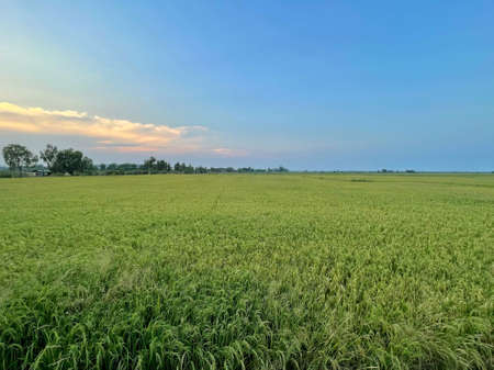 The green rice fields where the green rice trees are growing.の写真素材
