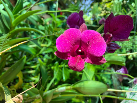 Closeup purple orchids with water droplets make them look fresh.の写真素材