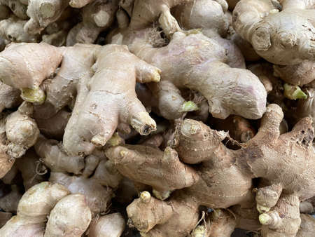 Ginger fresh organic to be used as raw materials for cooking.の写真素材