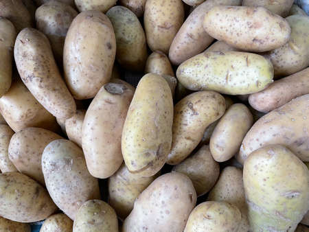 Potato fresh organic to be used as raw materials for cooking.の写真素材