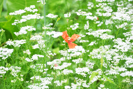 Flowerの写真素材