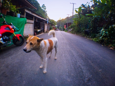 Mae kam pong chiang maiの素材