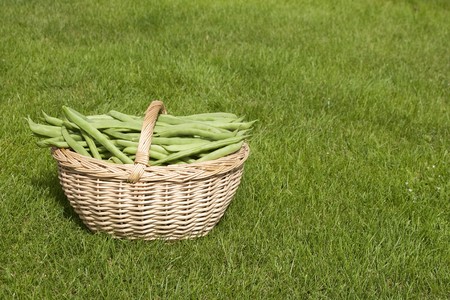 Harvest of beans in a basketの写真素材