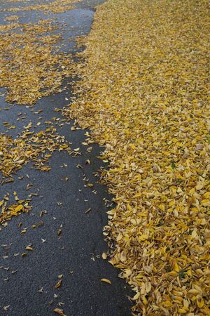 A road covered with small leaves