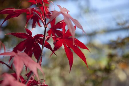 red leaf of a Japanese marpleの写真素材
