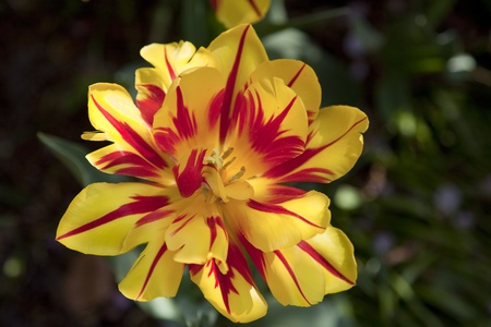 A beautiful colorful tulip garden in springtime in a gardenの写真素材
