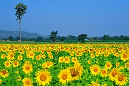 Sunflower field with blue skyの写真素材