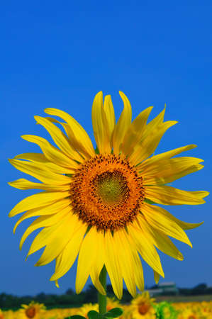 sunflowerの写真素材