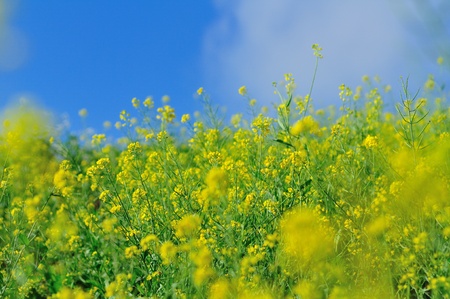 Fresh flower fieldの写真素材