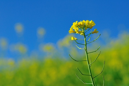 Fresh flower 