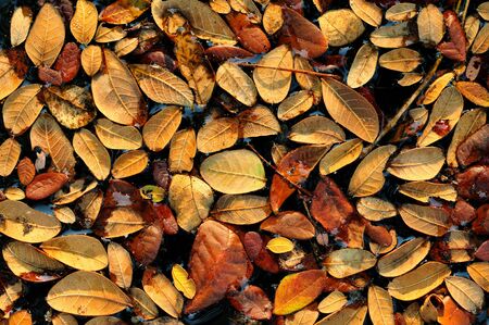 Fallen leafsの写真素材