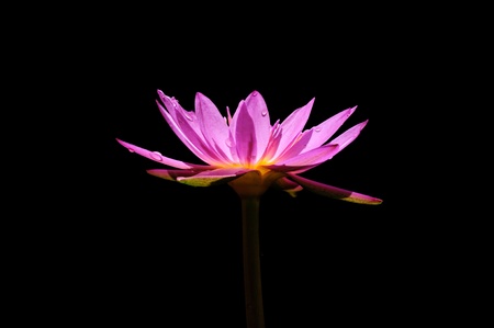 A purple lotus flower isolated on blackの写真素材