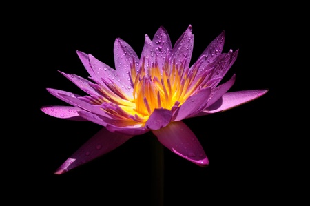 A purple lotus flower isolated on blackの写真素材