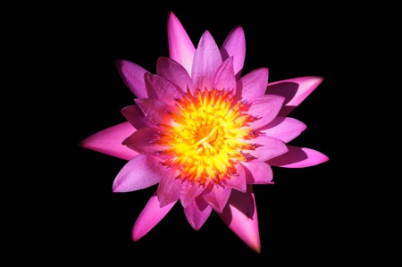 A purple lotus flower isolated on blackの写真素材